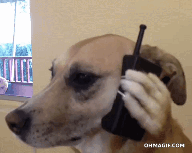 Dog GIF